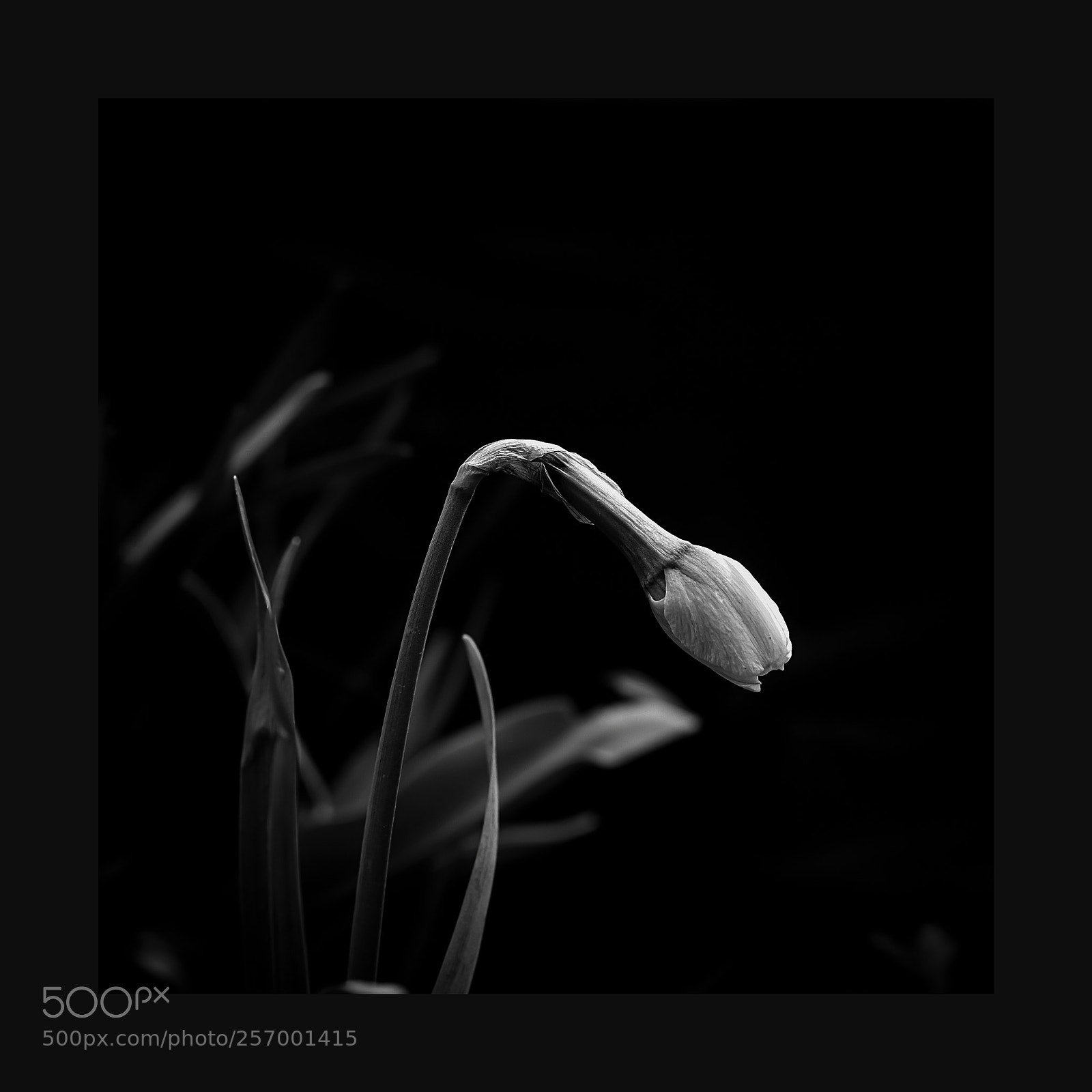 Canon EOS 60D sample photo. Narcissus ii photography