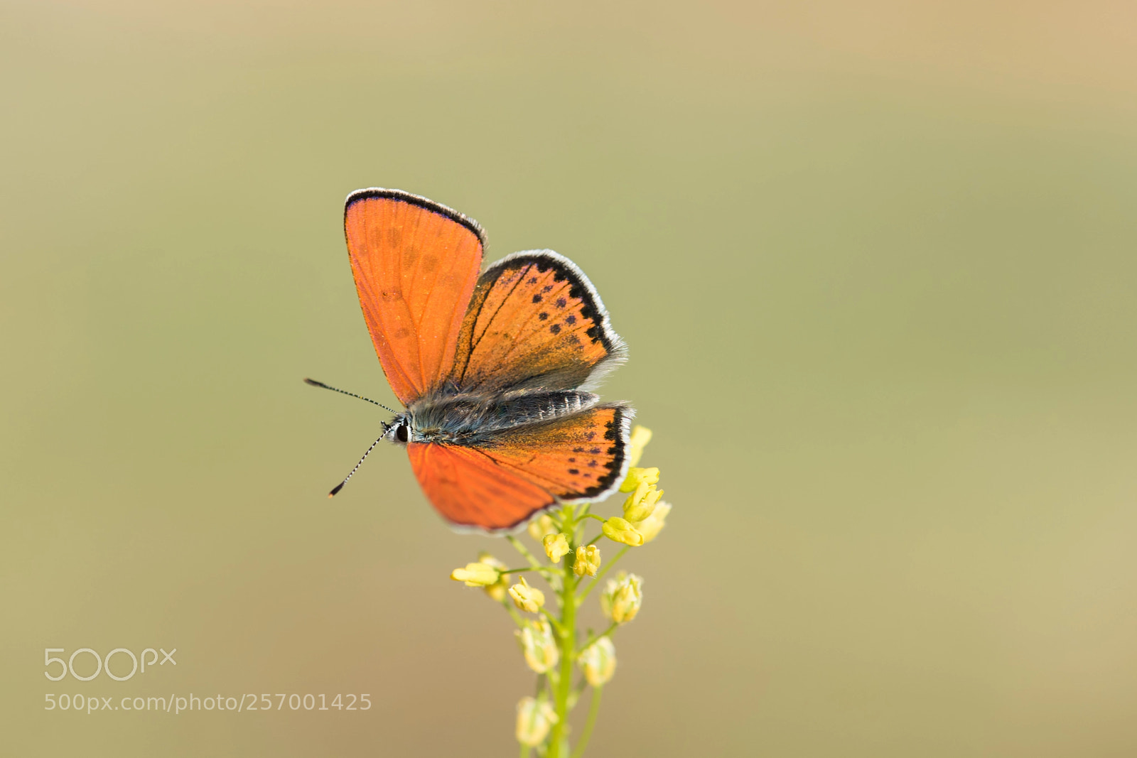 Nikon D810 sample photo. Butterfly.. photography