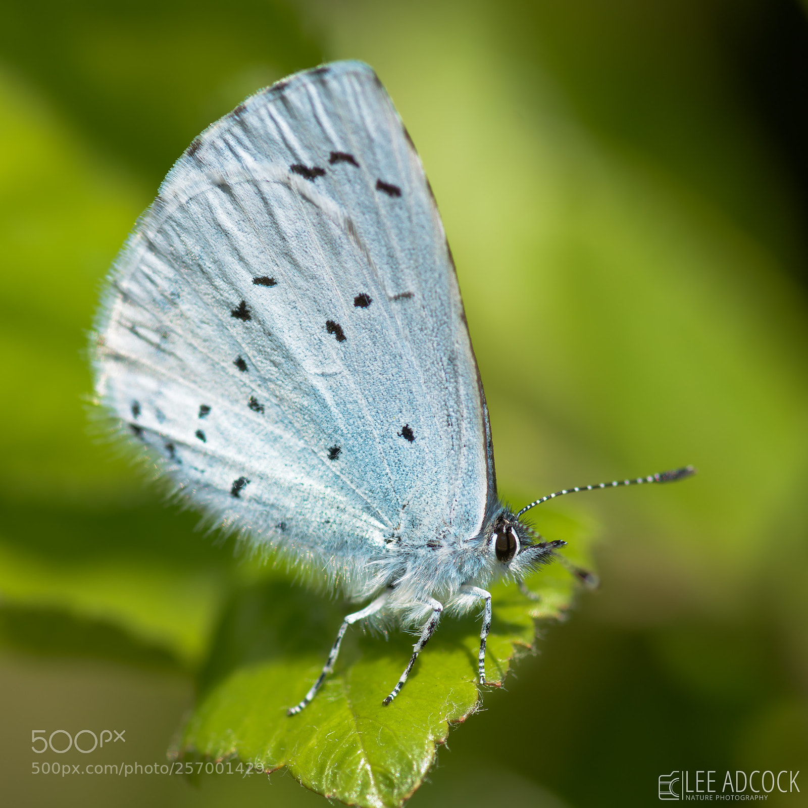 Nikon D7200 sample photo. Holy blue photography