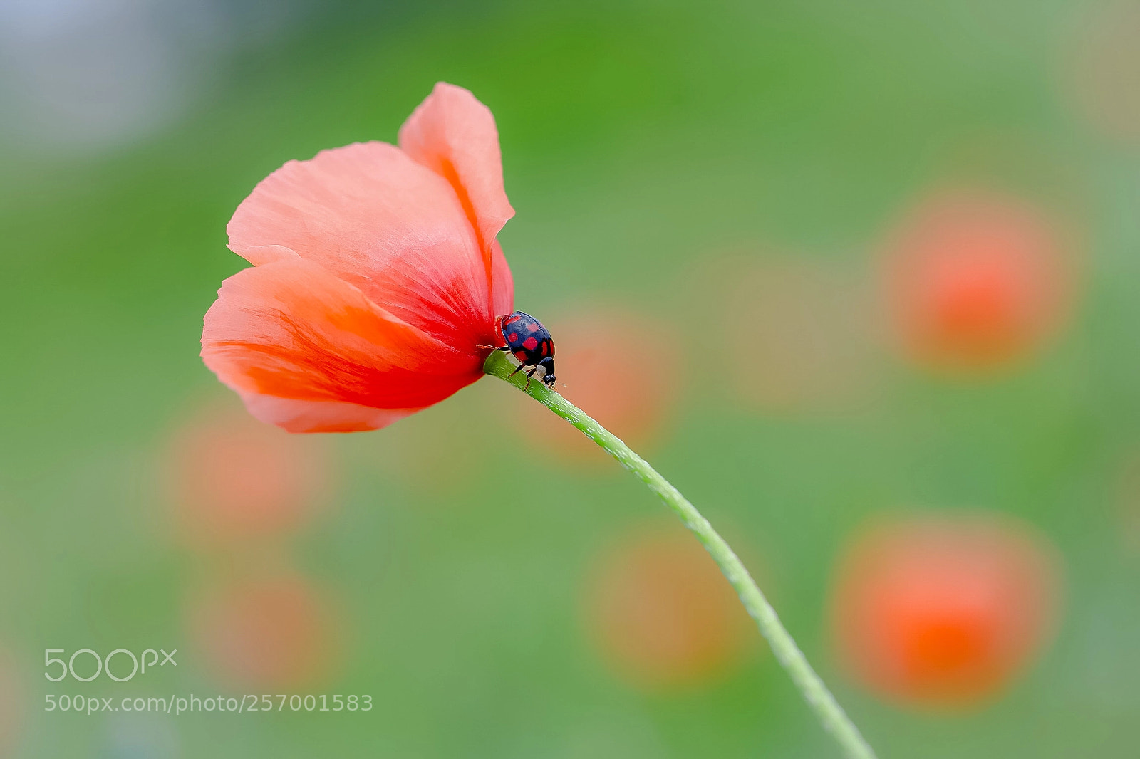 Canon EOS 6D Mark II sample photo. A polka‐dot pattern photography