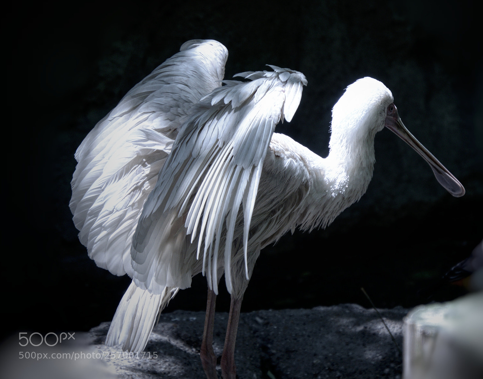 Nikon D5100 sample photo. White spoonbill photography