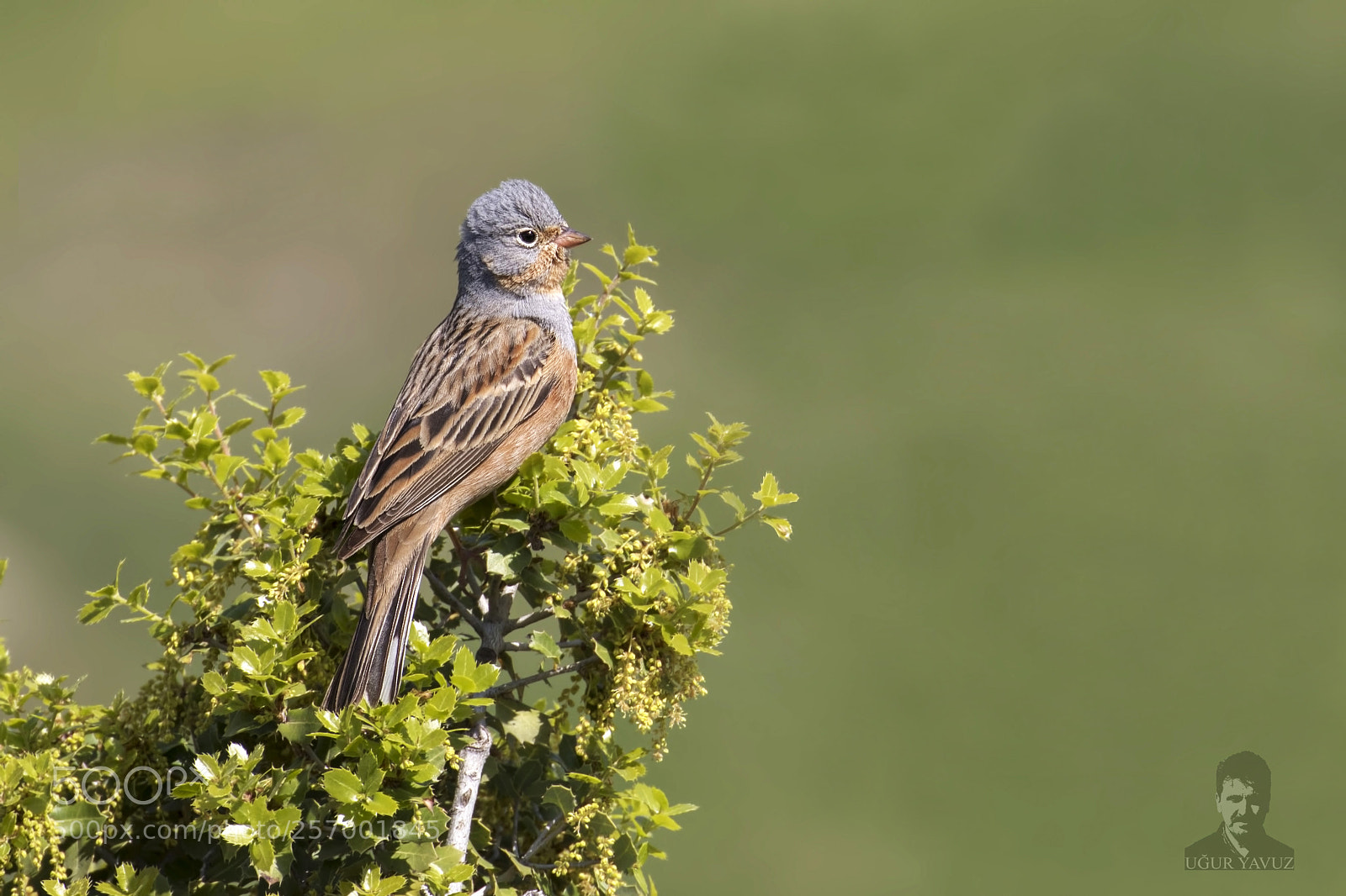 Canon EOS 7D Mark II sample photo. Red bunting photography