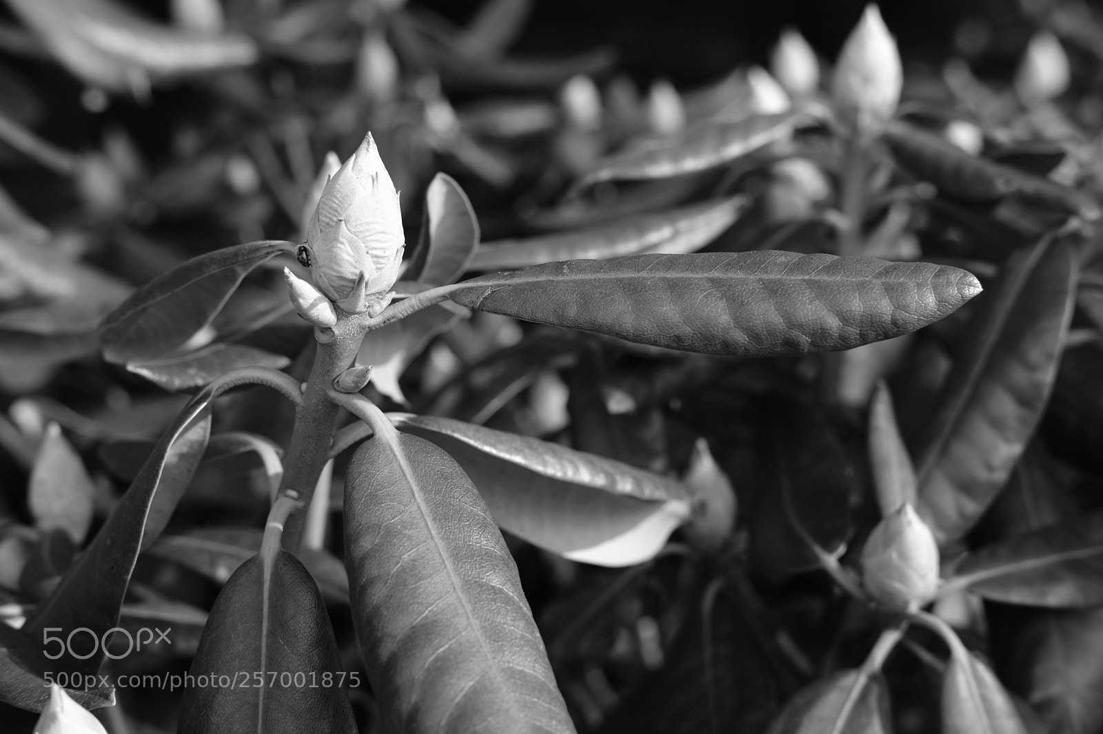 Fujifilm X-T20 sample photo. Bud photography