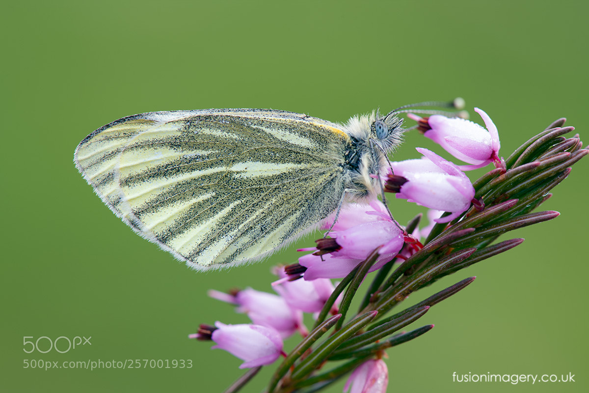Nikon D850 sample photo. Green-veined white photography