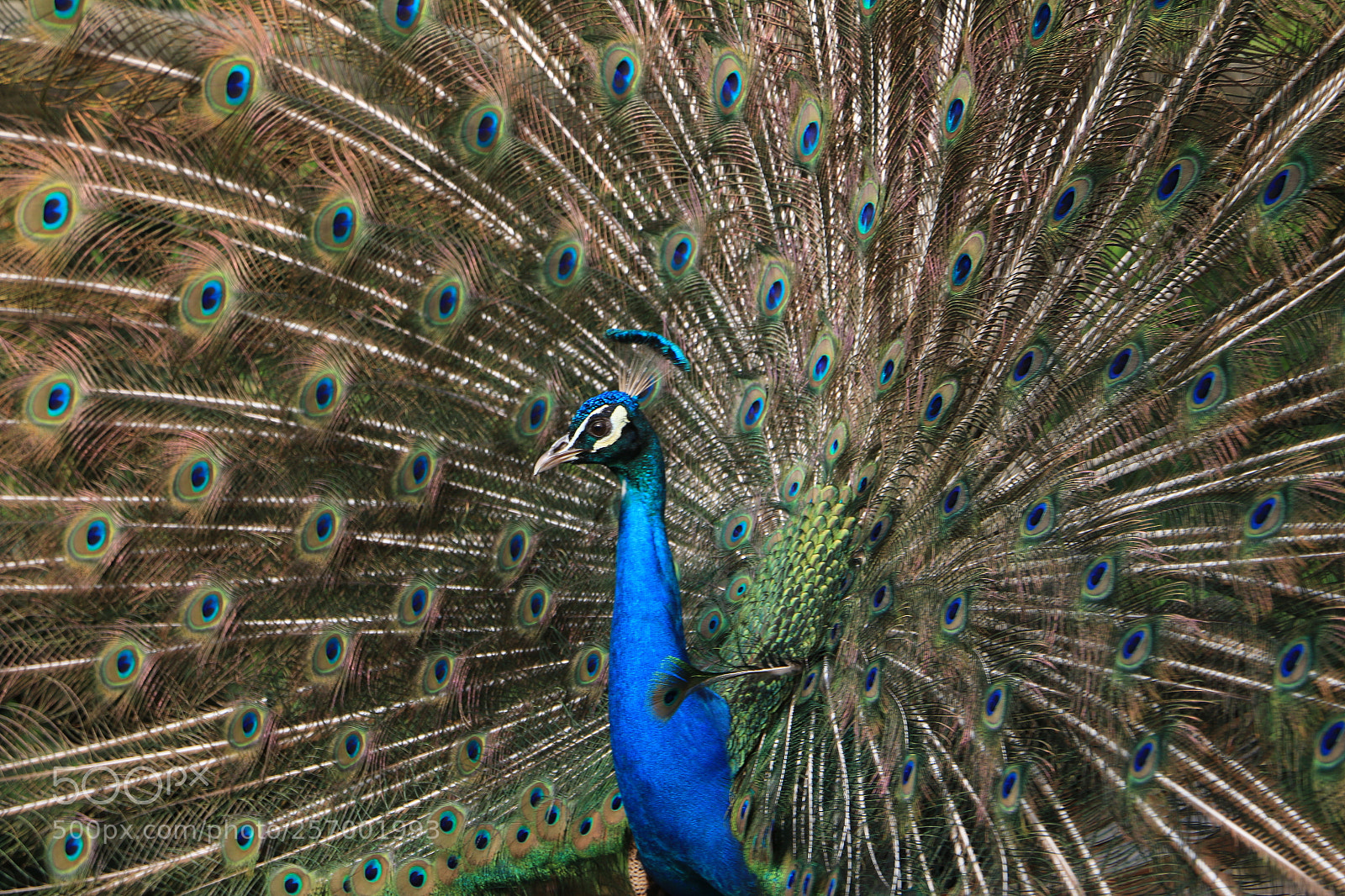 Canon EOS 70D sample photo. Peacock photography