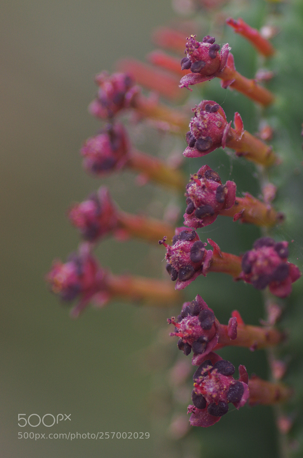 Pentax K-3 sample photo. Purple column photography