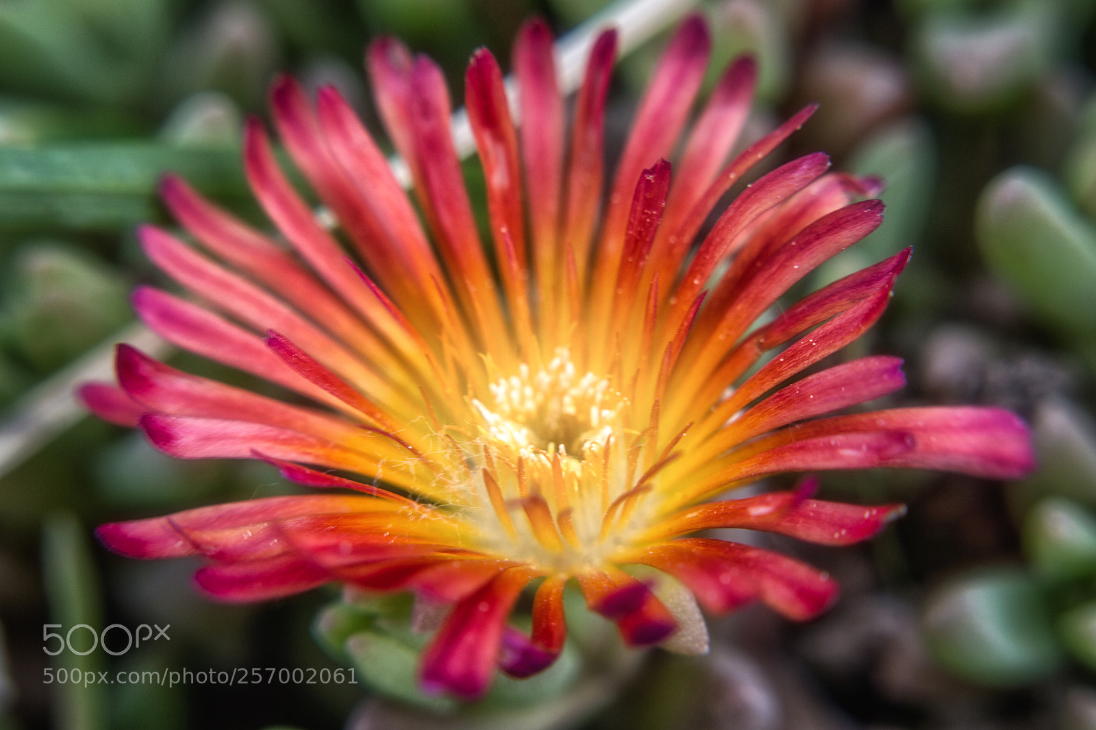 Nikon D3200 sample photo. Sunburst photography