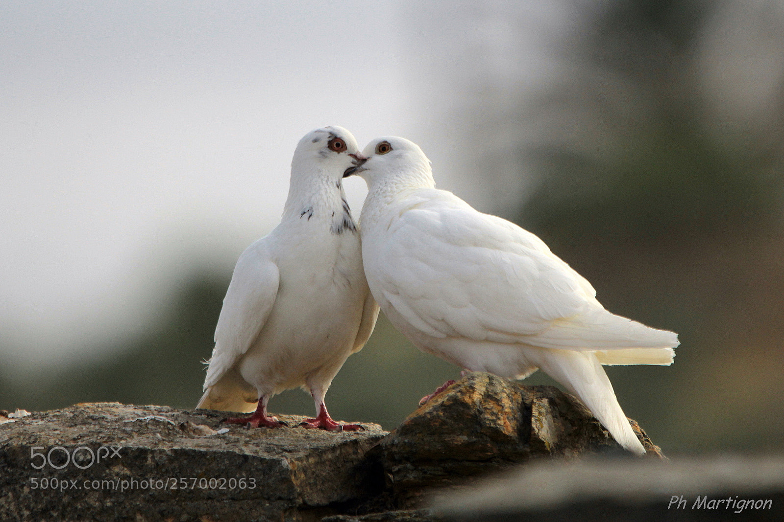 Canon EOS 60D sample photo. Amour tendre photography