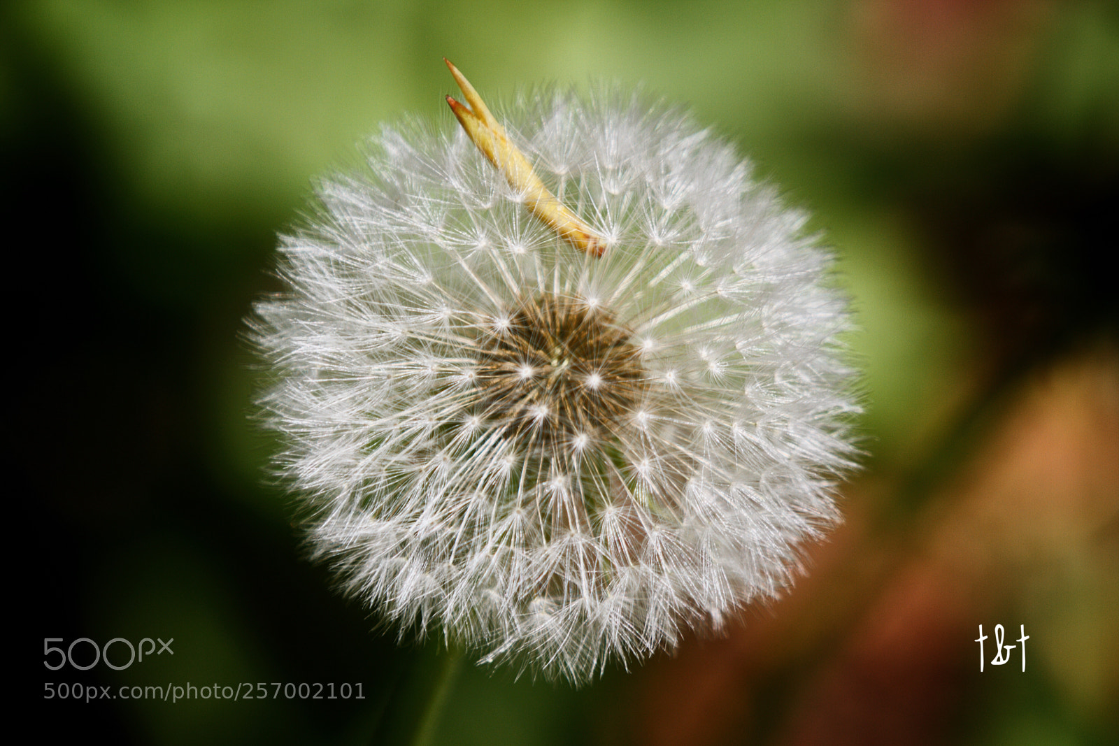 Canon EOS 7D sample photo. Untitled photography