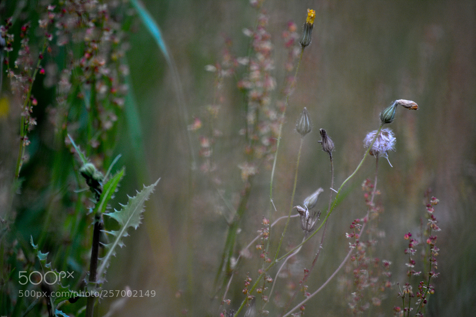 Nikon D5200 sample photo. Shy beauties photography