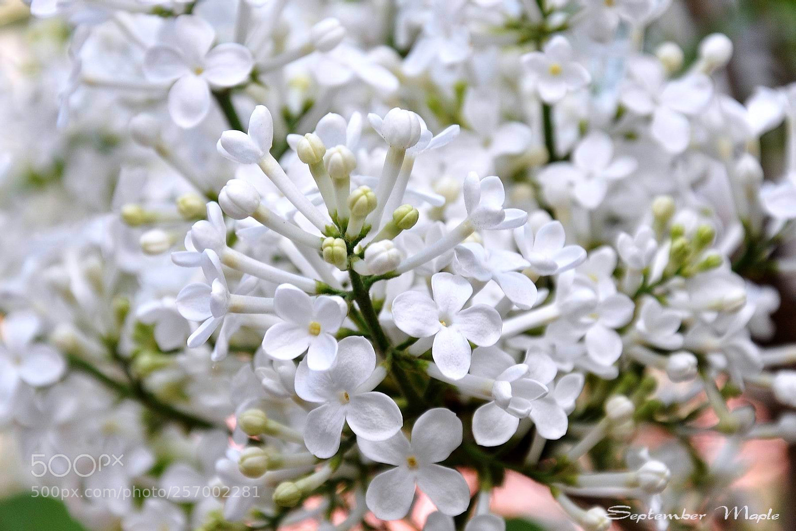 Nikon D90 sample photo. 暴马丁香 3 photography