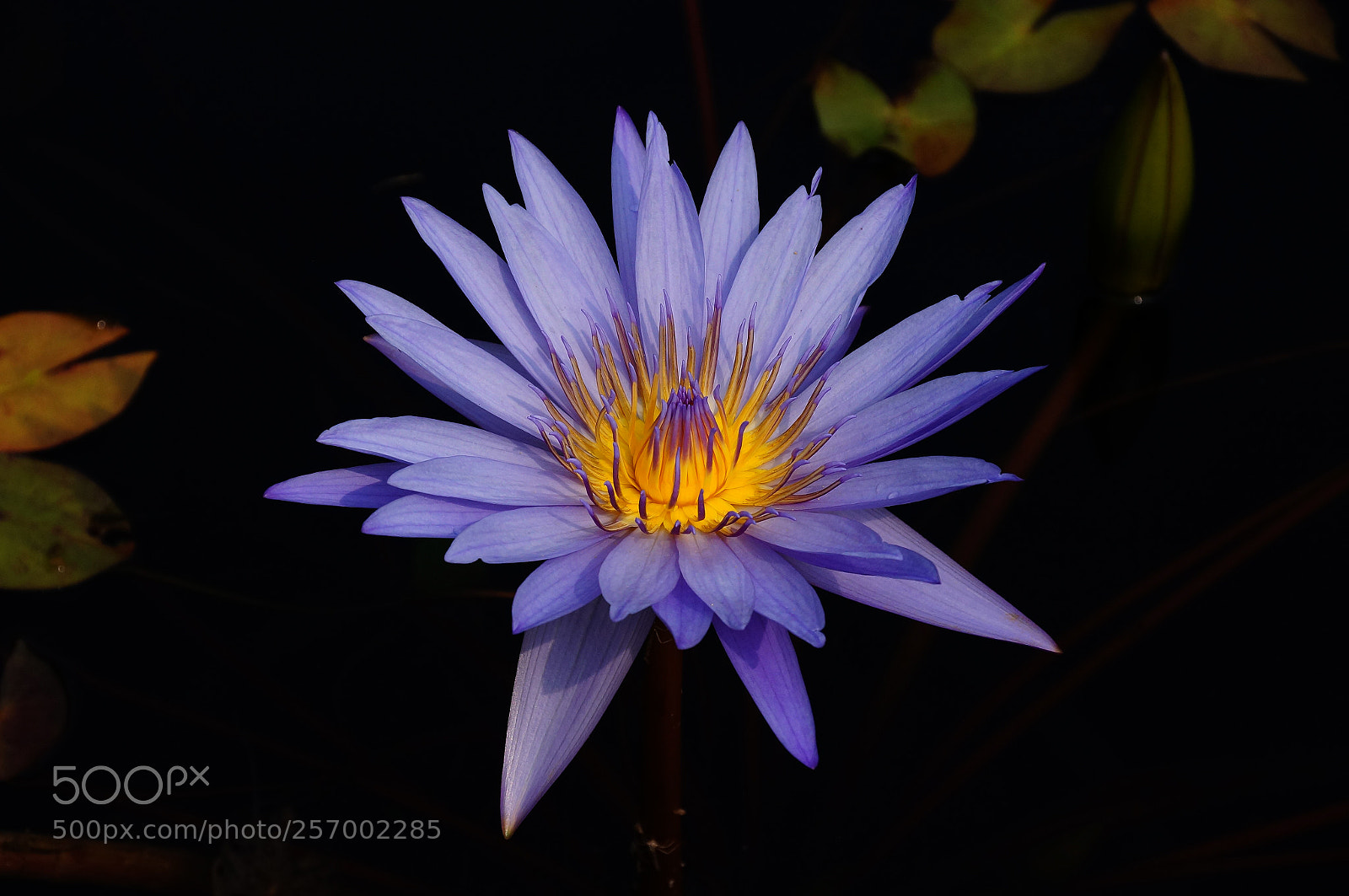 Sony SLT-A57 sample photo. Water lily photography
