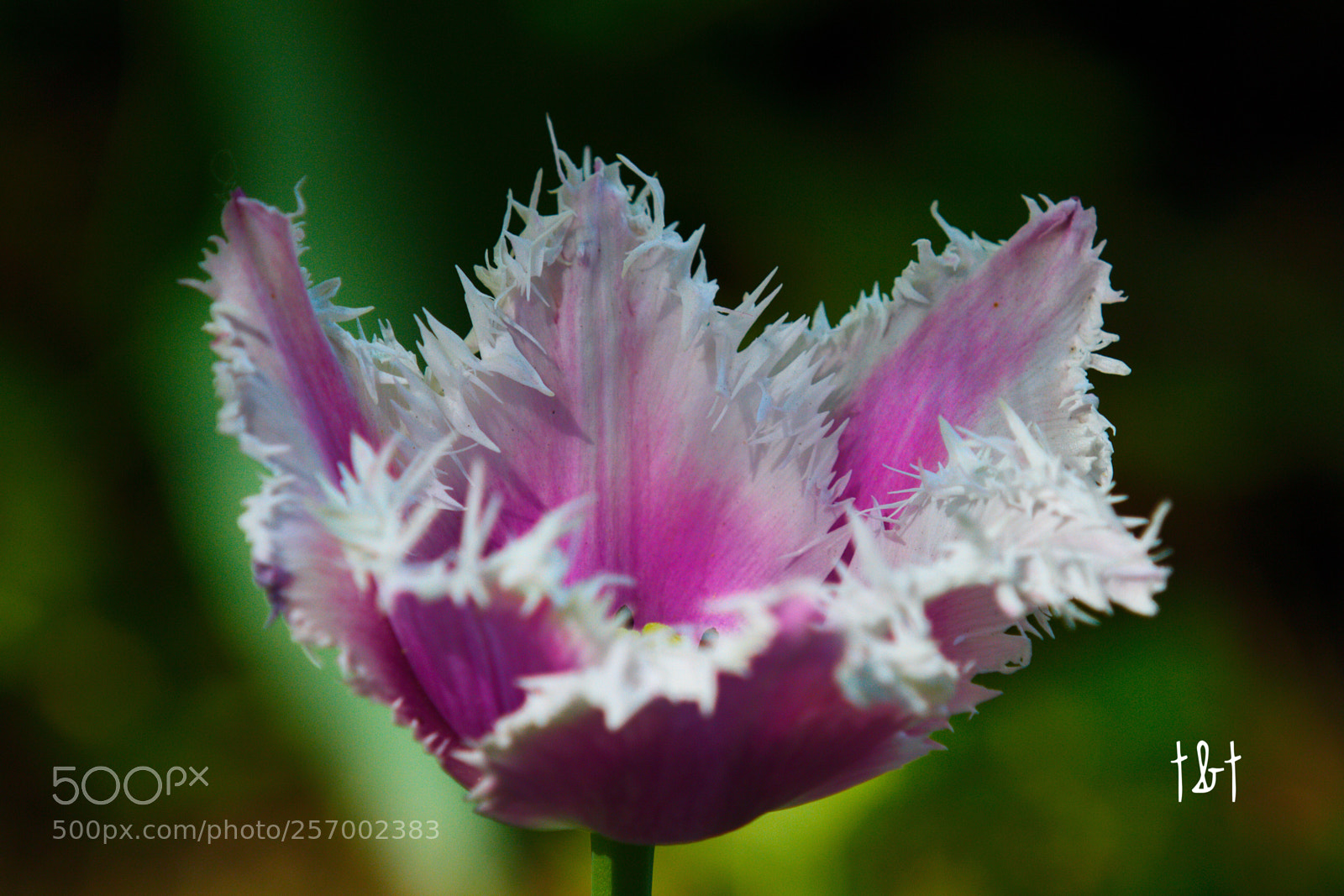 Canon EOS 7D sample photo. Untitled photography