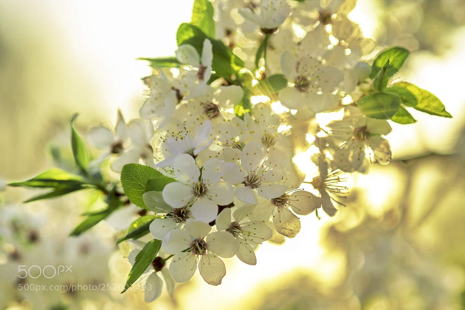 Nikon D800 sample photo. _ys25892-2.jpg photography