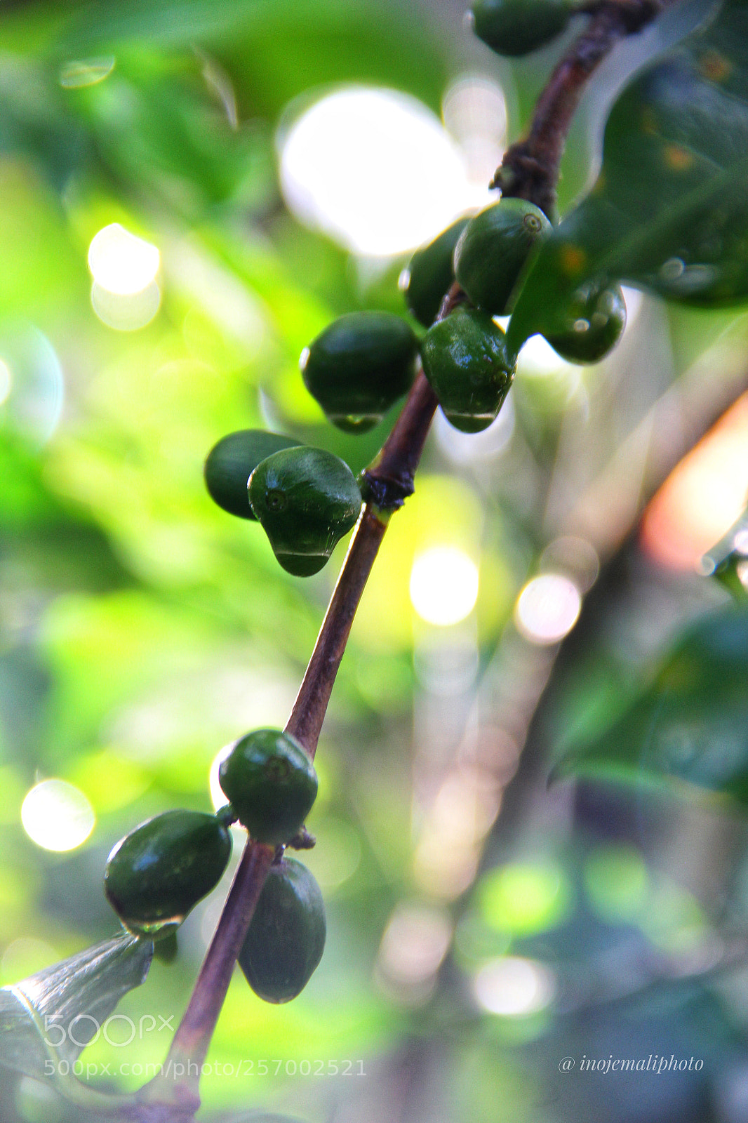 Canon EOS 60D sample photo. Coffee photography