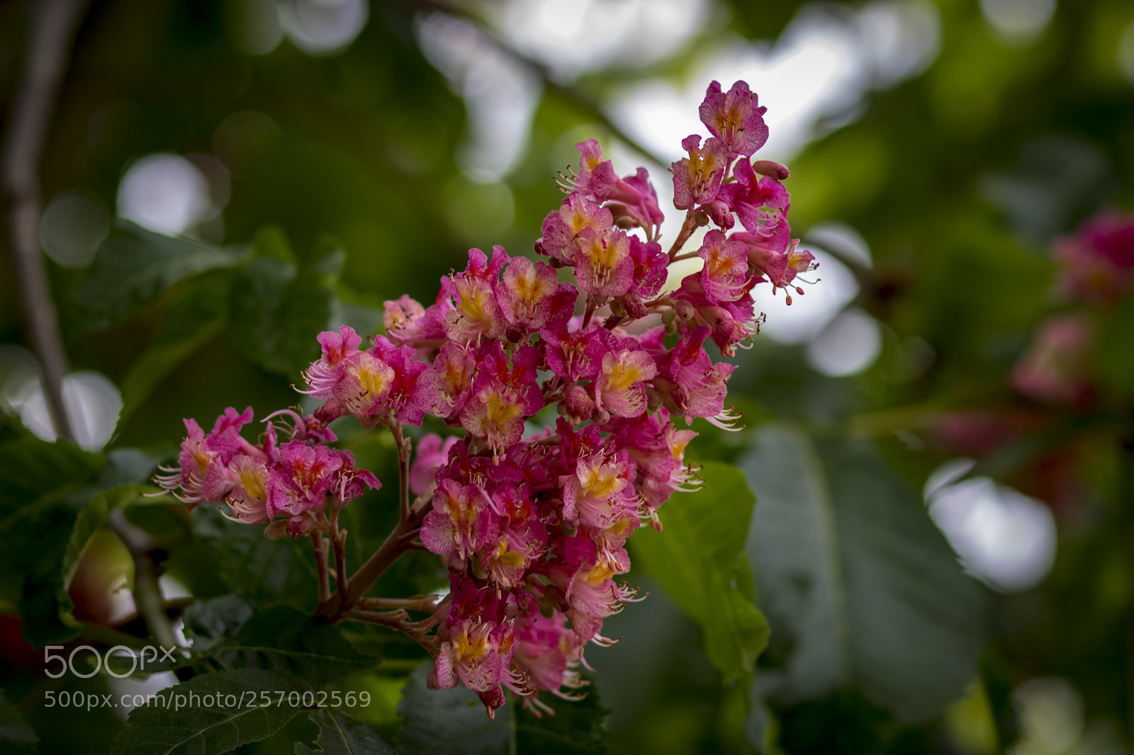 Canon EOS 750D (EOS Rebel T6i / EOS Kiss X8i) sample photo. Red flowers photography