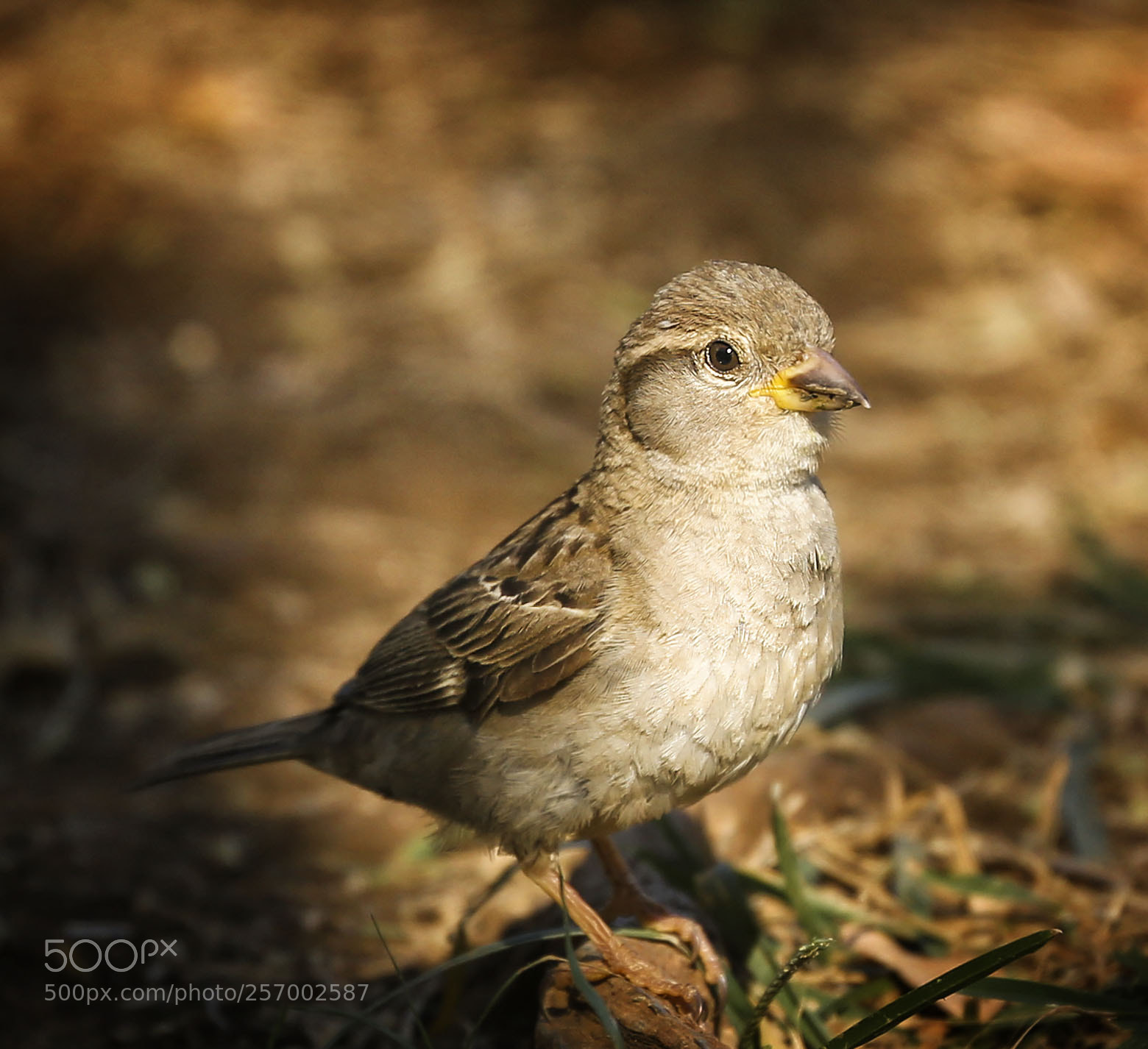 Canon EOS 6D sample photo. Common house finch photography
