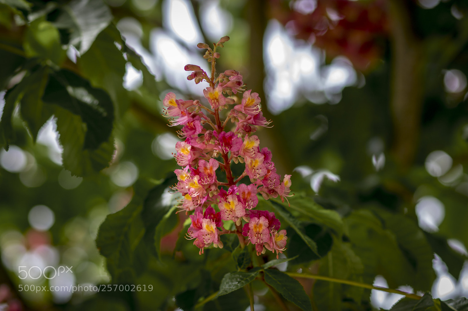 Canon EOS 750D (EOS Rebel T6i / EOS Kiss X8i) sample photo. Red flowers photography