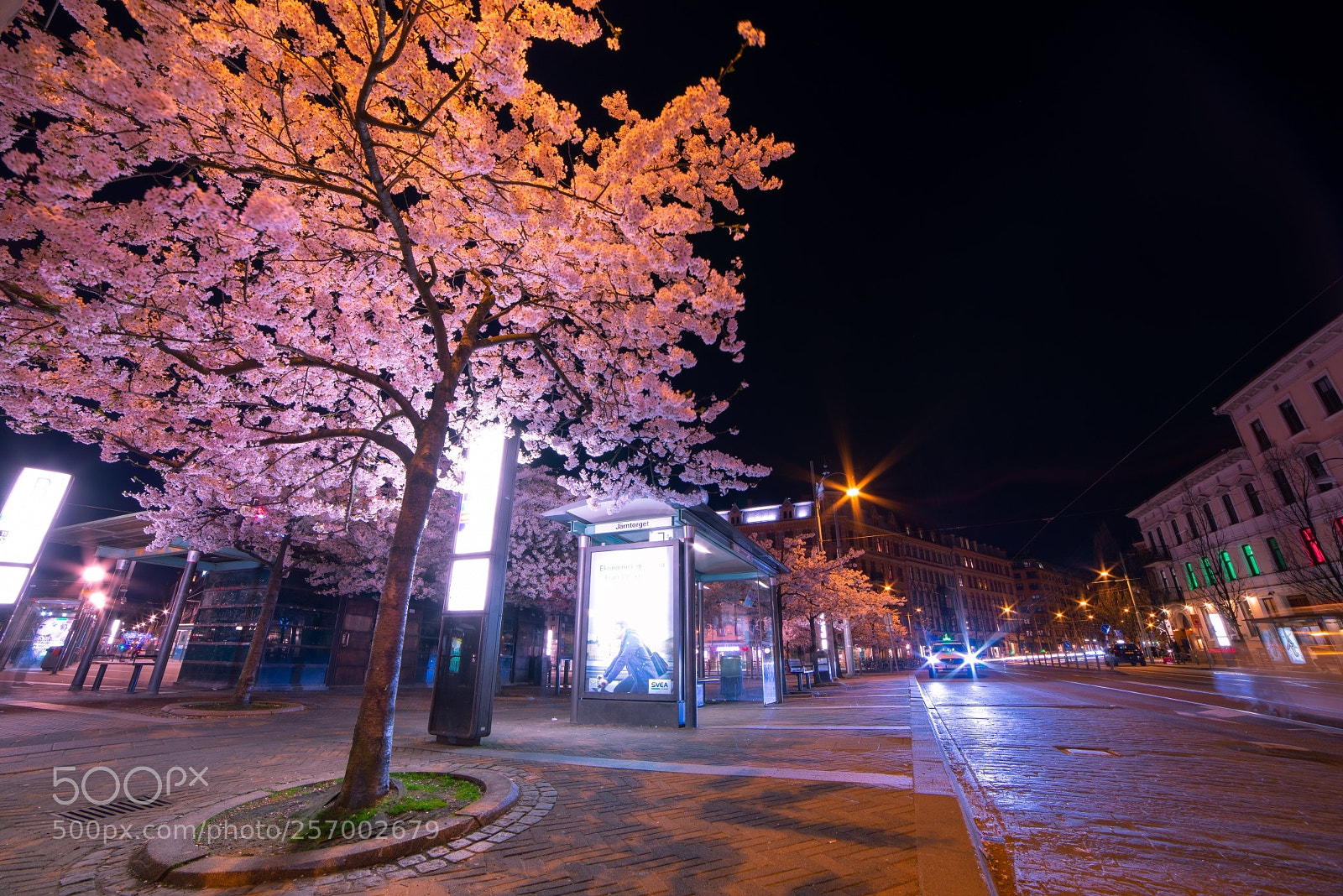 Nikon D610 sample photo. Sakura in jantorget photography