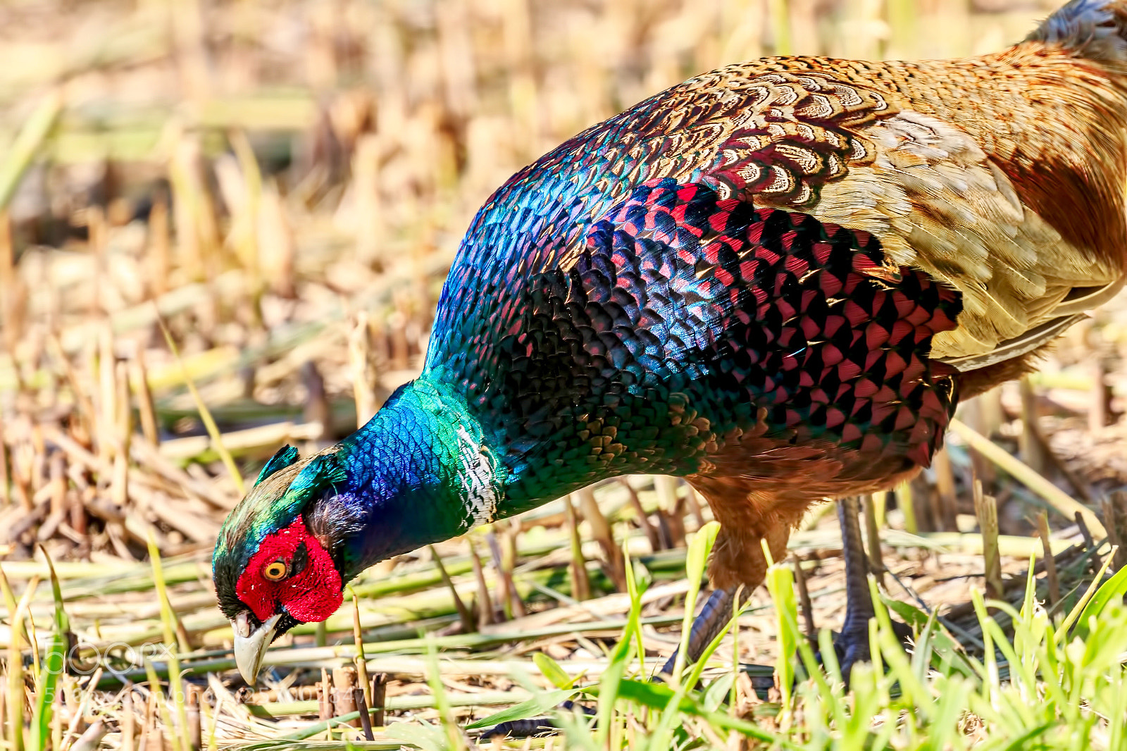Canon EOS 7D Mark II sample photo. Magnificently coloured pheasant in photography