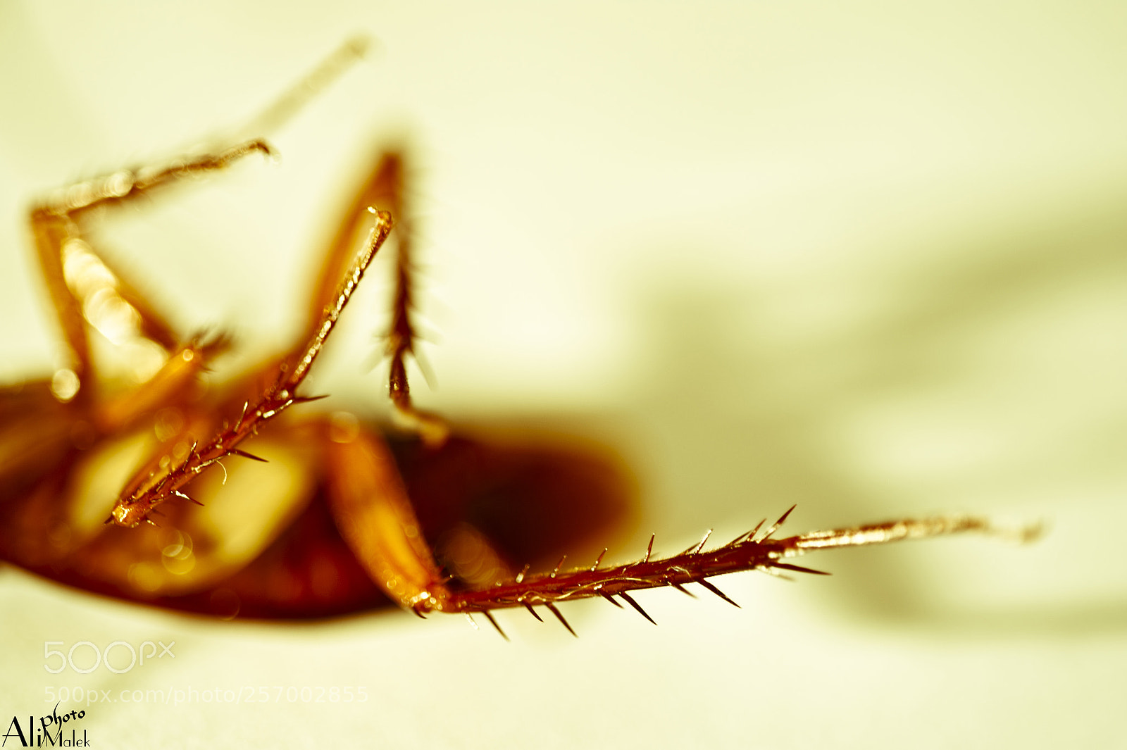 Nikon D700 sample photo. Nice leg photography