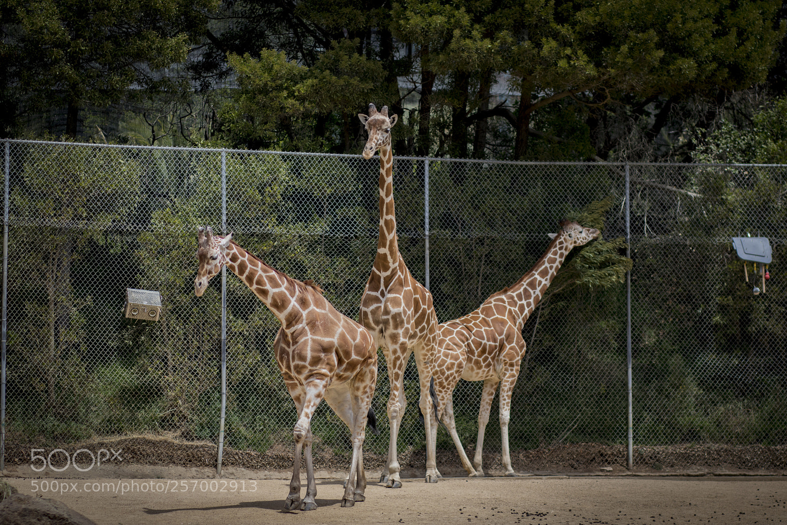 Canon EOS 750D (EOS Rebel T6i / EOS Kiss X8i) sample photo. Giraffe` photography