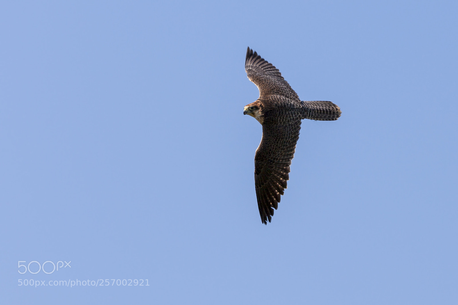 Canon EOS 5D Mark II sample photo. Peregrine falcon preparing for photography