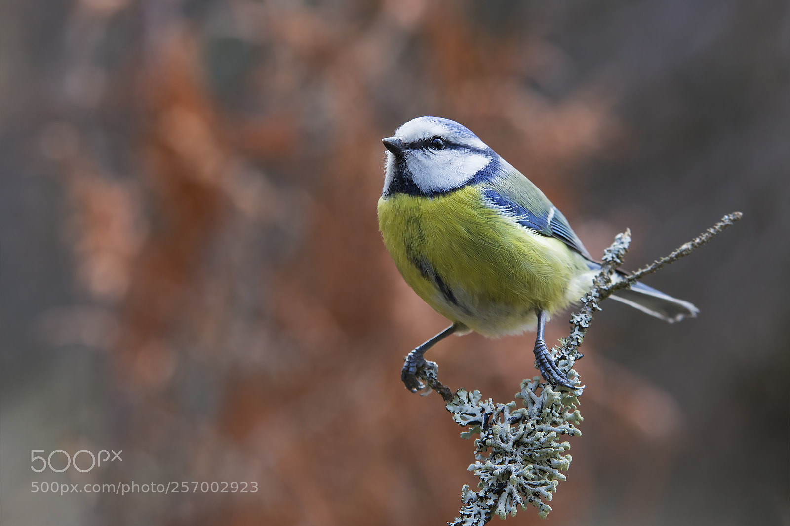 Canon EOS 6D sample photo. Sinitiainen, blue tit photography