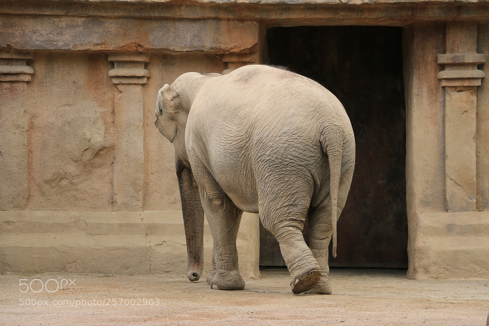 Canon EOS 70D sample photo. Elefante indiano photography