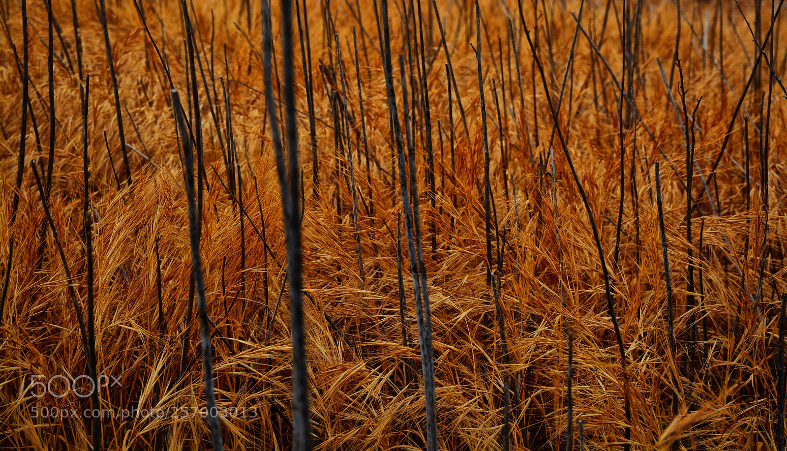 Nikon D7100 sample photo. Orange brush photography