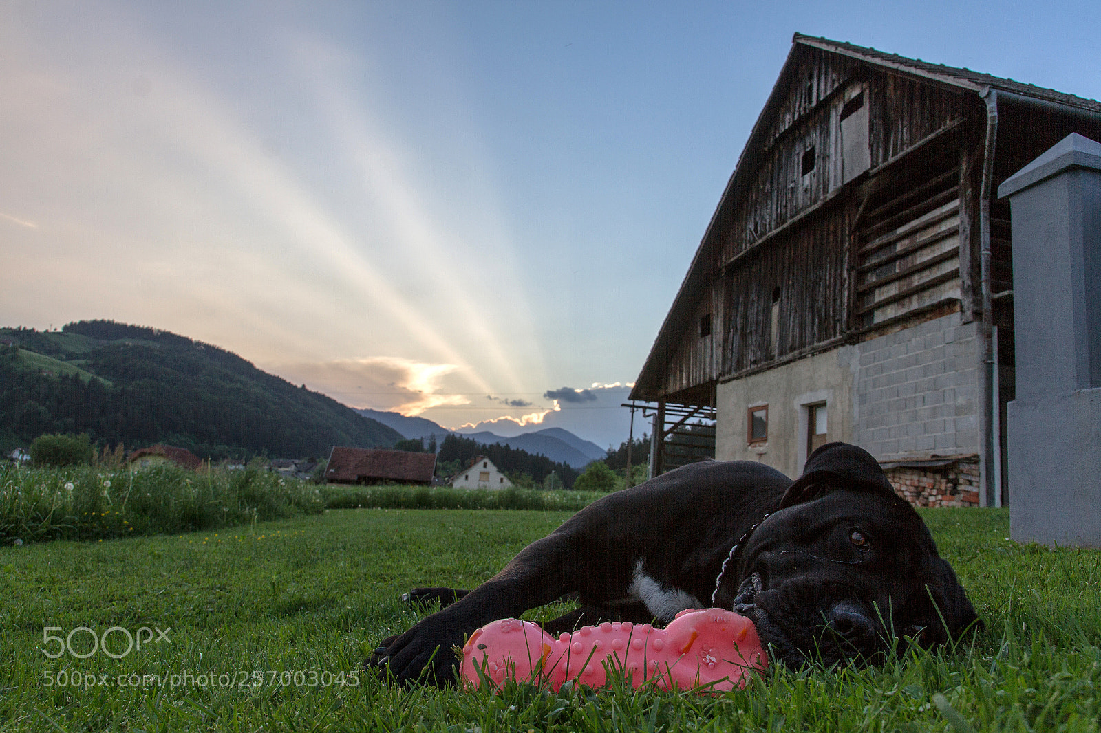 Canon EOS 7D sample photo. Dog photography