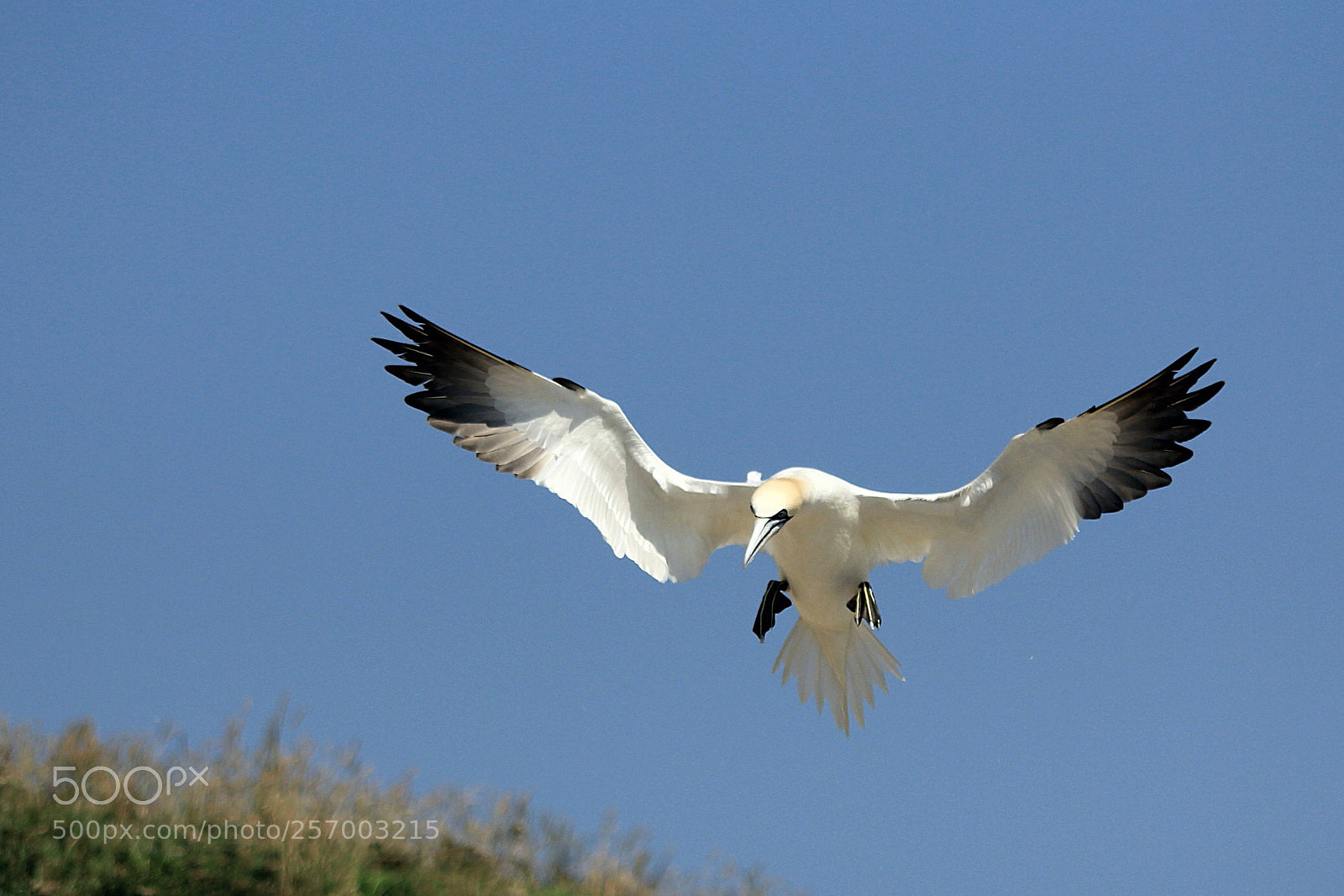 Canon EOS 60D sample photo. Fou de bassan photography