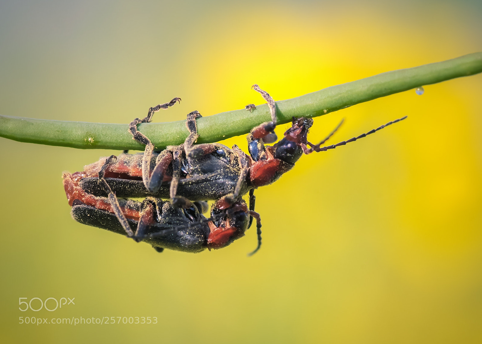 Nikon D500 sample photo. Soldatenkäfer (cantharis fusca) photography