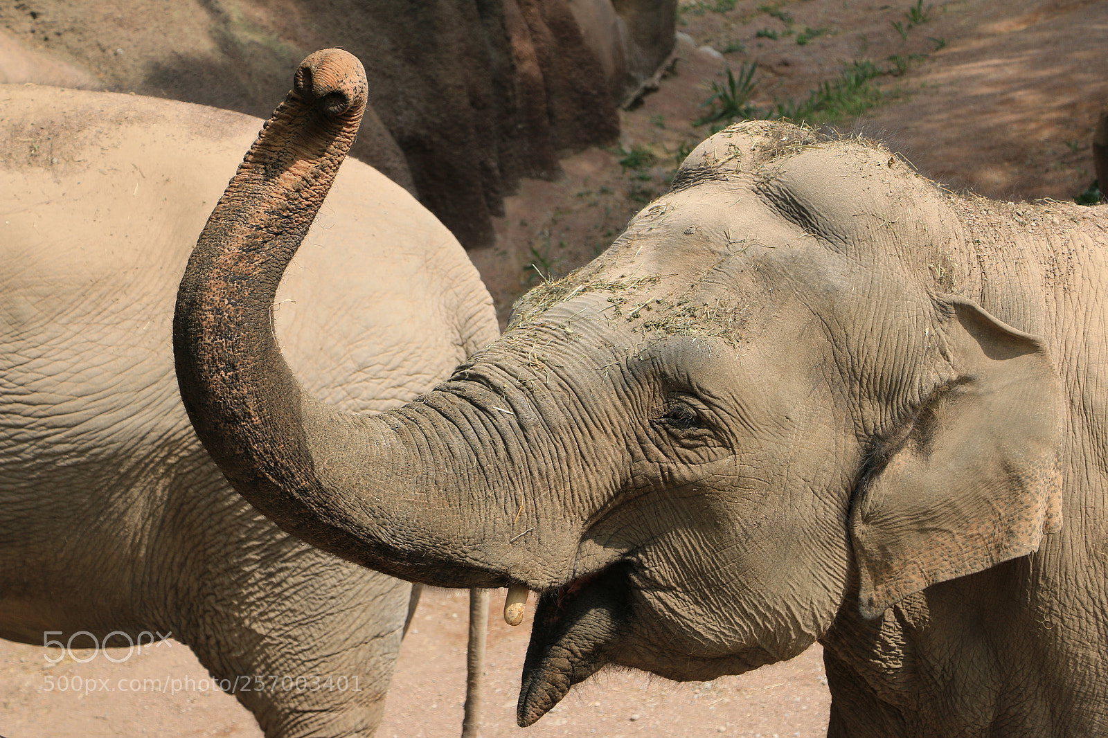 Canon EOS 70D sample photo. Elefante indiano photography
