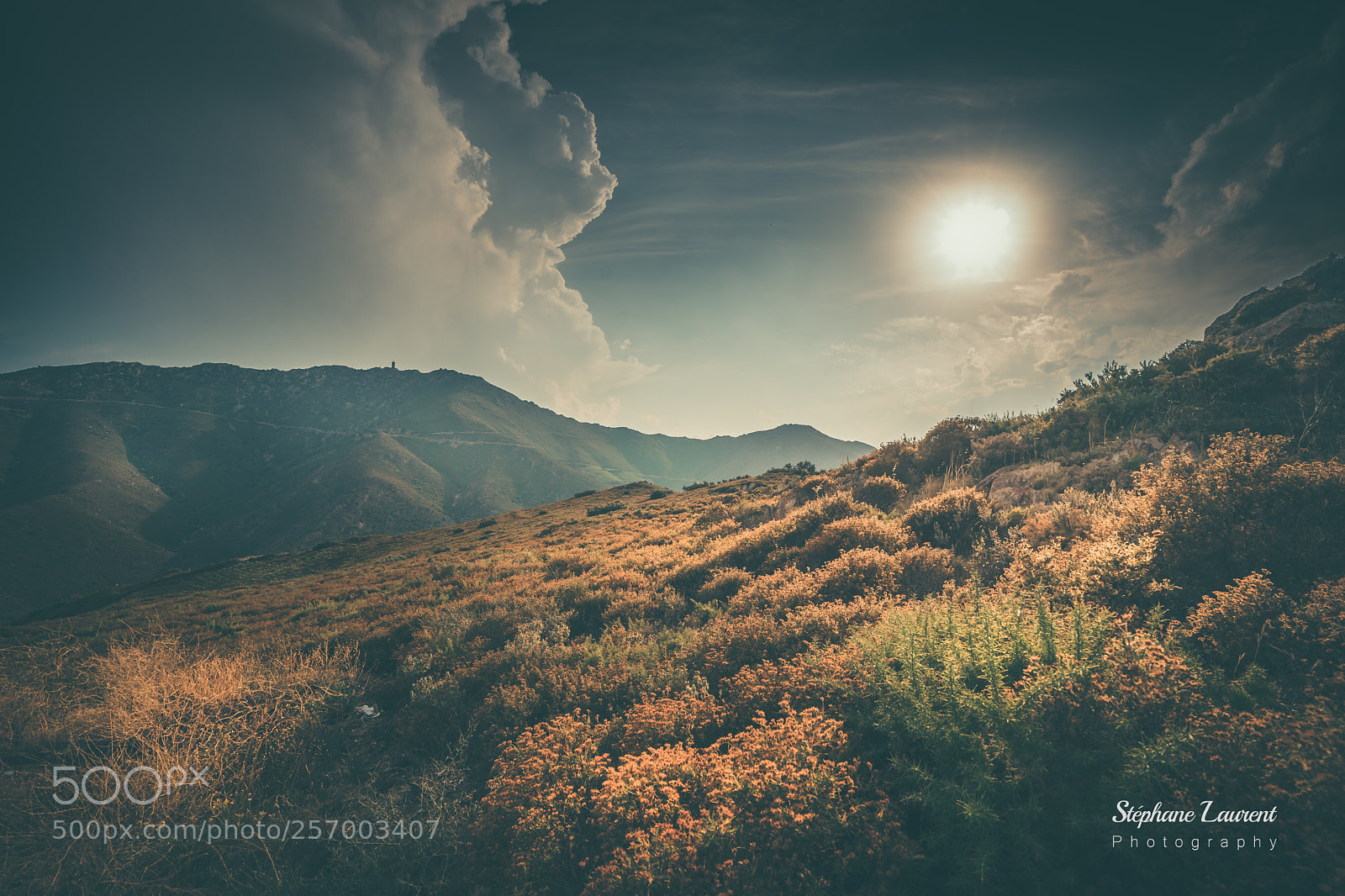 Sony a7 sample photo. Mountain bushes photography