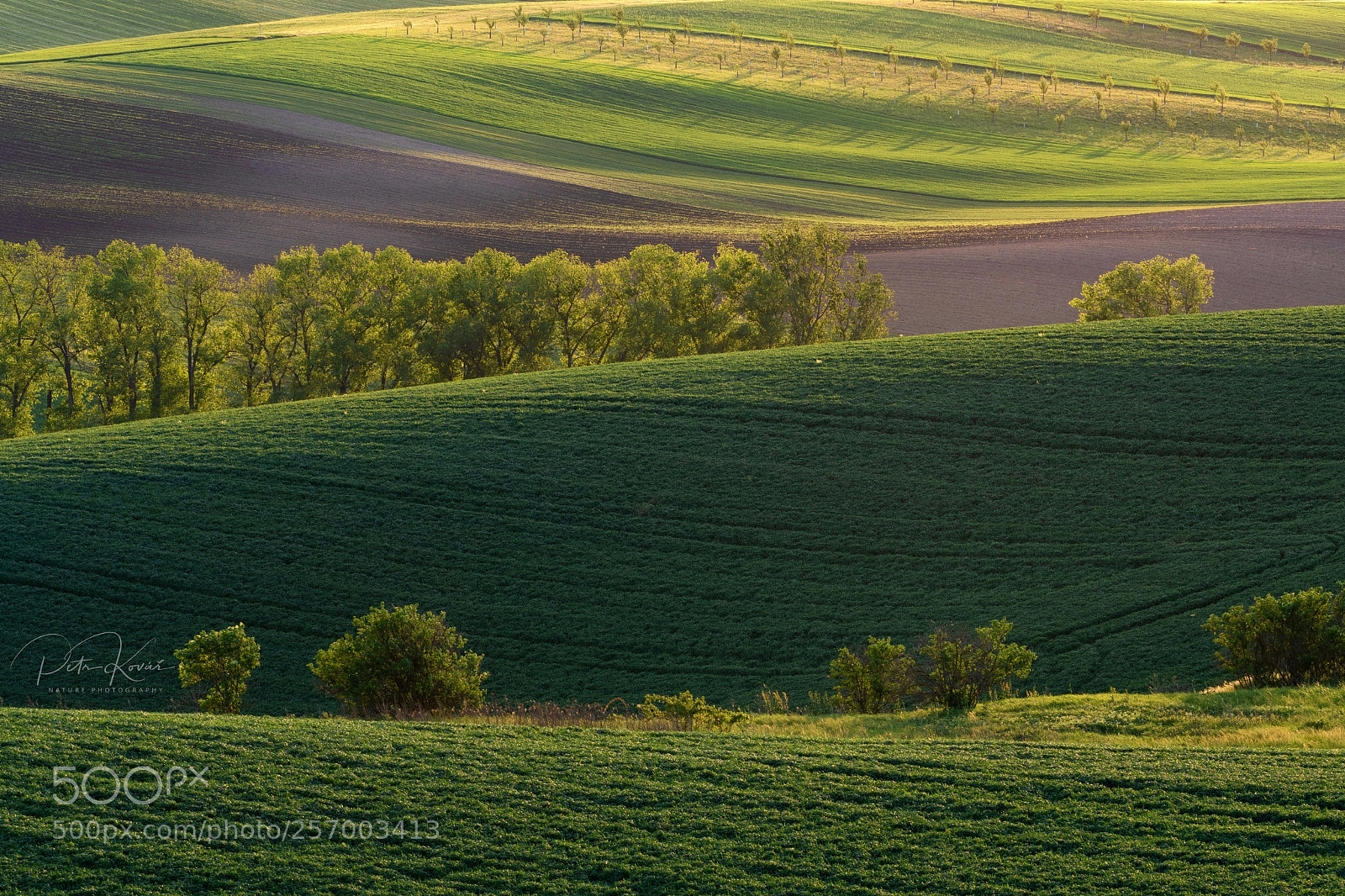 Nikon D500 sample photo. Sunset in moravian fields photography