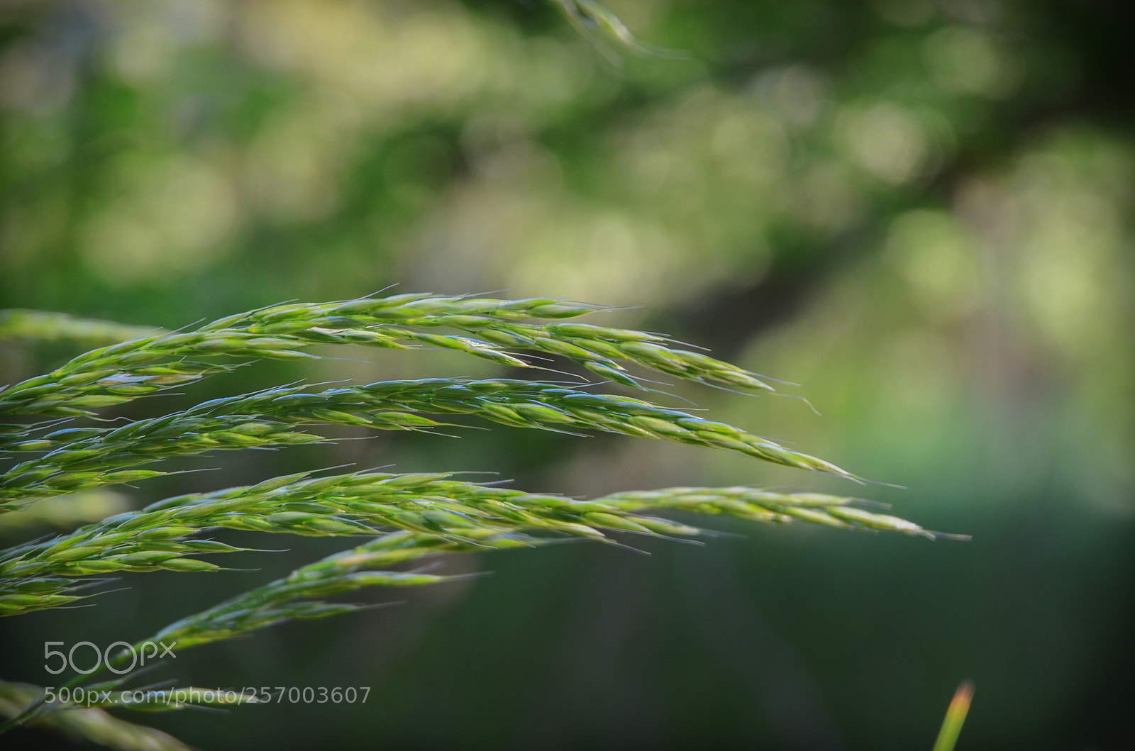 Nikon D5100 sample photo. Weed photography
