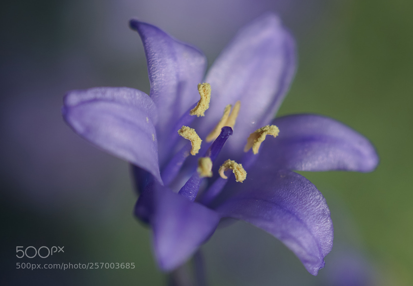 Sony a6000 sample photo. Purple petals photography