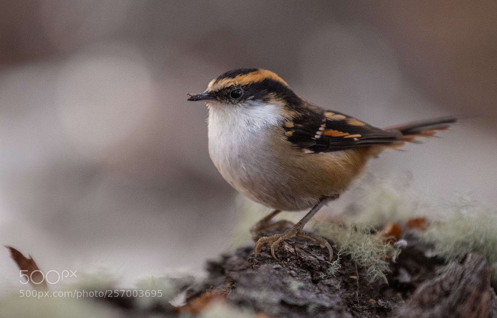 Nikon D850 sample photo. The thorn-tailed rayadito photography
