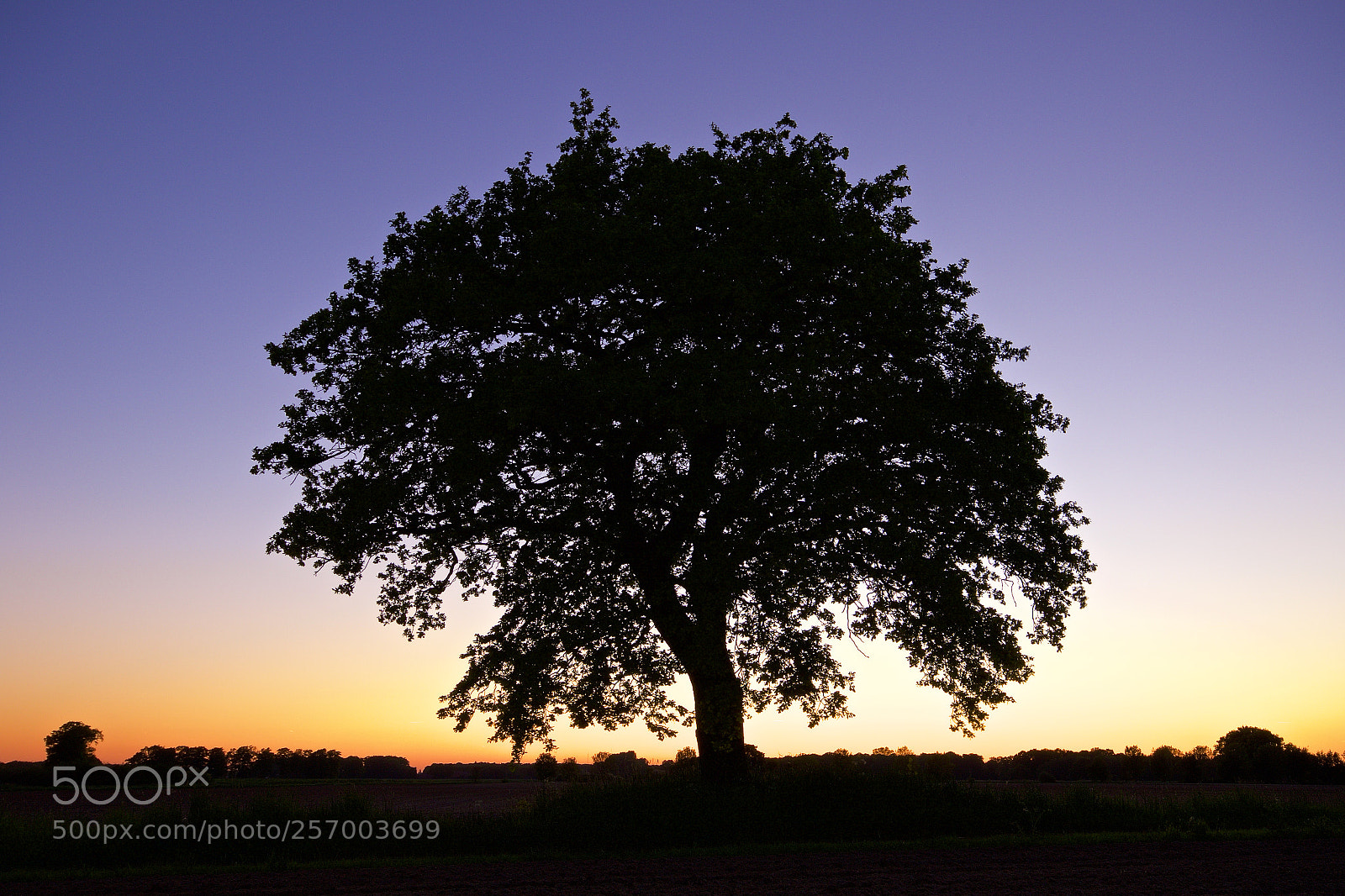 Canon EOS 7D Mark II sample photo. Tree in magical light photography