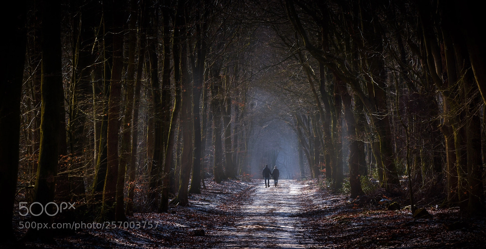 Nikon D810 sample photo. Morning walk photography