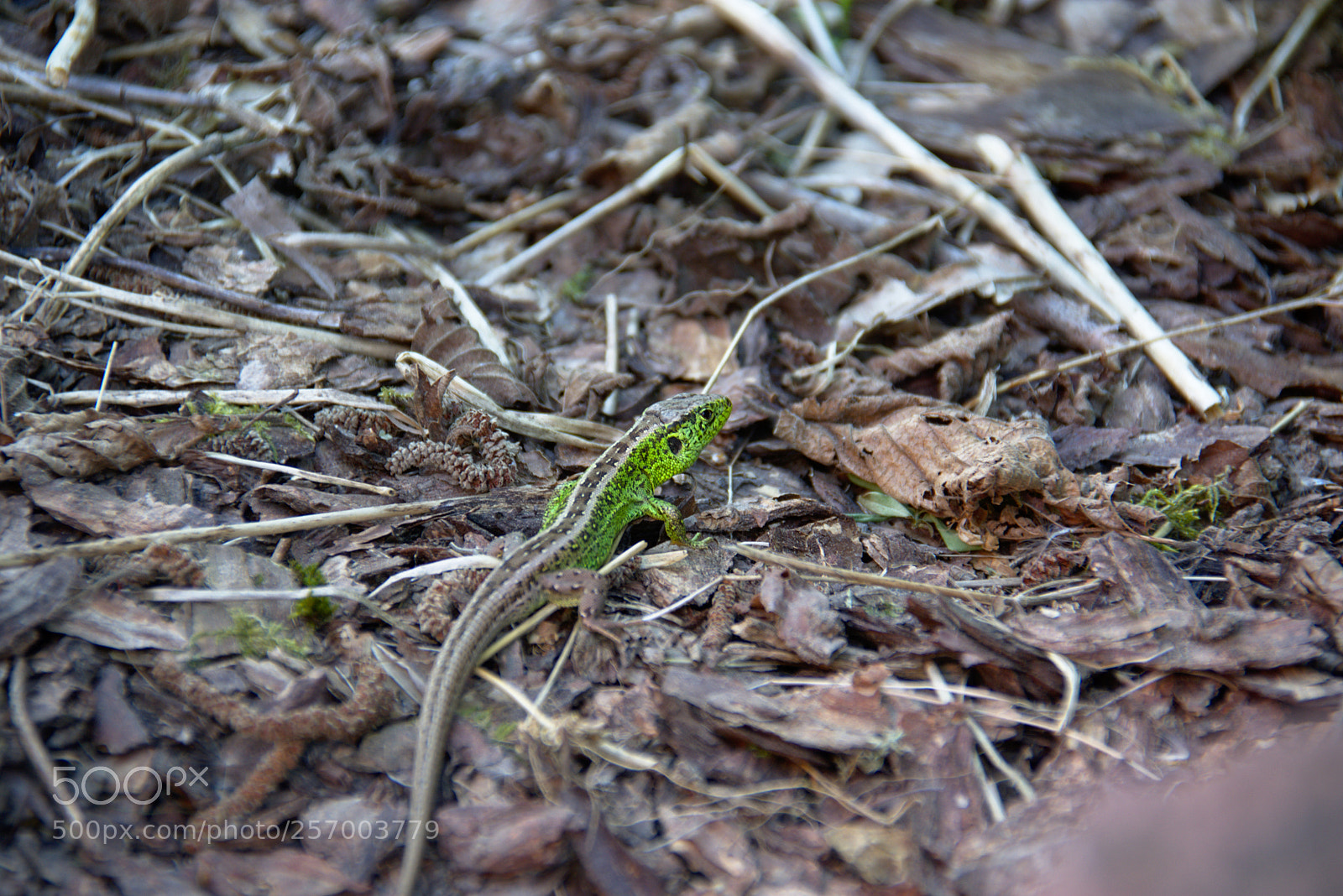 Nikon D7200 sample photo. Lizard photography