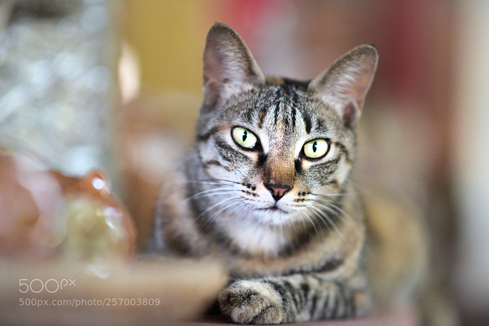 Nikon D810 sample photo. Stare photography