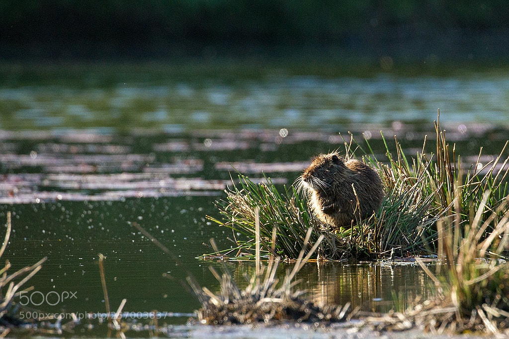 Canon EOS 7D sample photo. Nutria photography