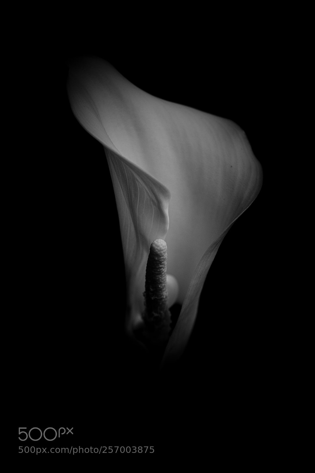 Canon EOS 80D sample photo. Zantedeschia aethiopica: calla lily photography