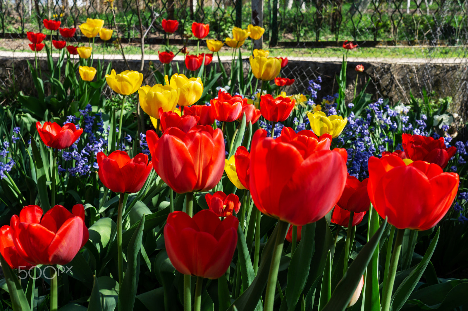 Sony Alpha a3000 sample photo. Tulips blossom in the park in the spring photography