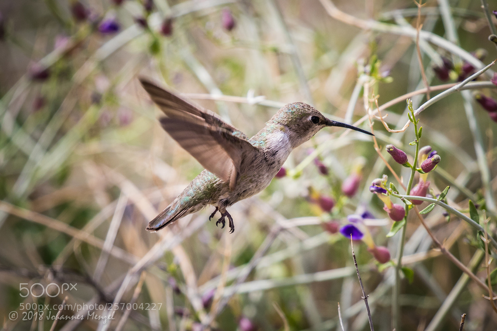 Canon EOS 7D Mark II sample photo. Desert hummingbird ii photography