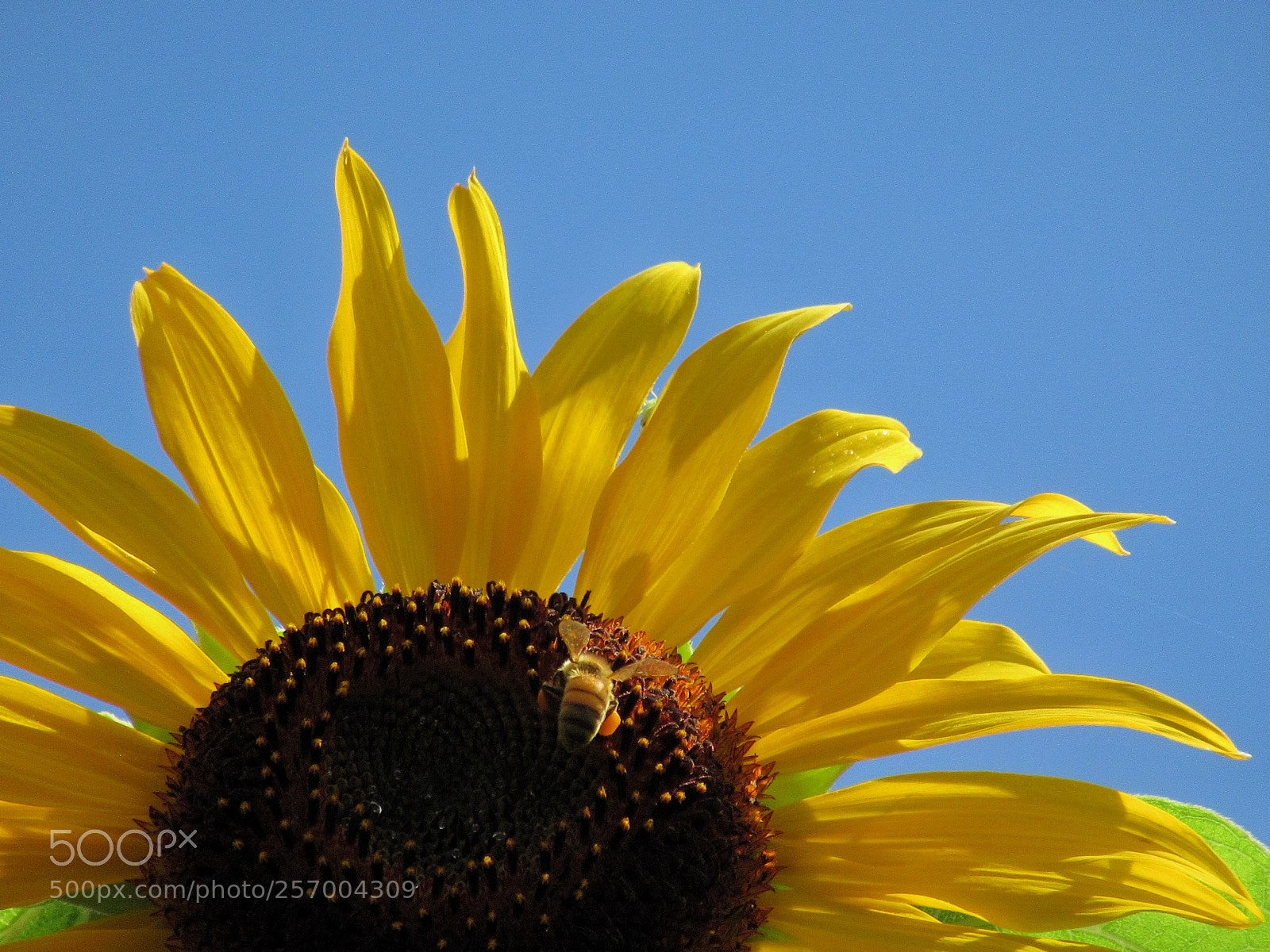 Canon PowerShot SX620 HS sample photo. Sunflower photography