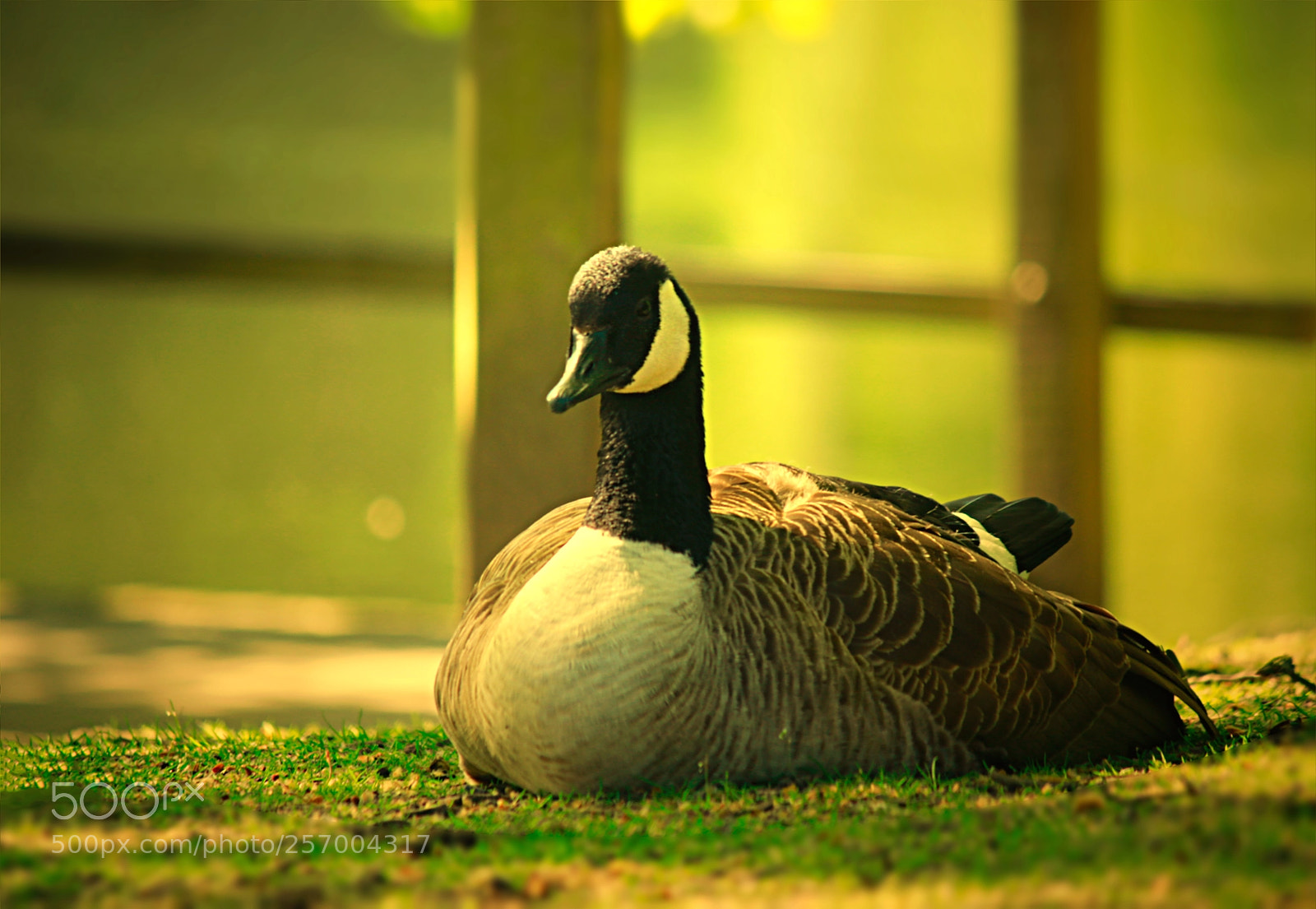 Canon EOS 70D sample photo. Life painted in feathers photography