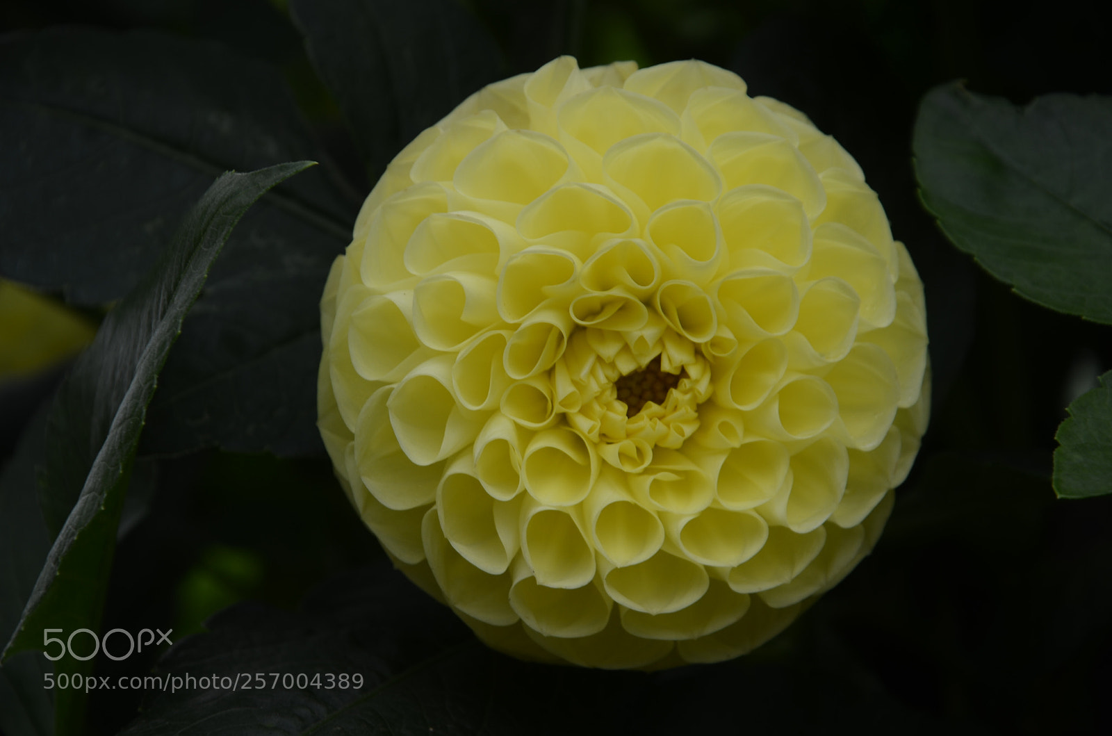Nikon D7000 sample photo. Yellow flower photography